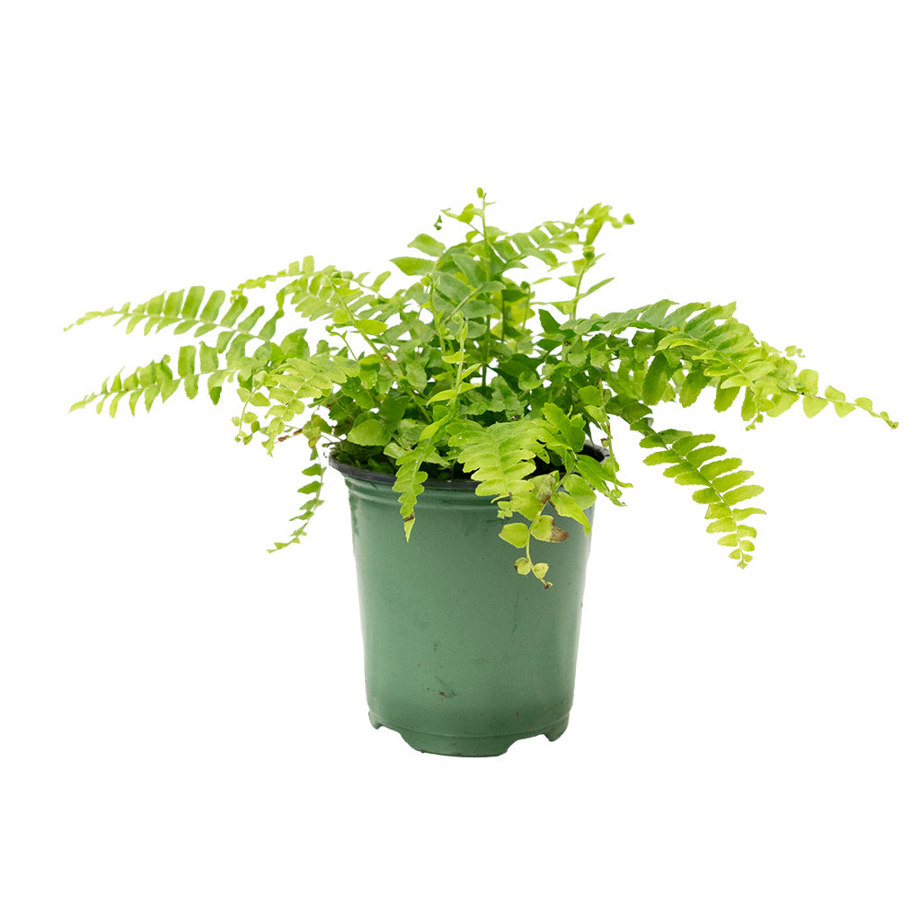 Nephrolepis/Boston Fern 4"