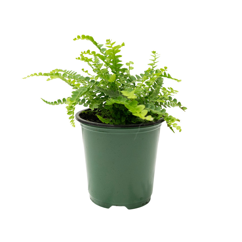 Nephrolepis Cordifolia/Lemon Button Fern 4"