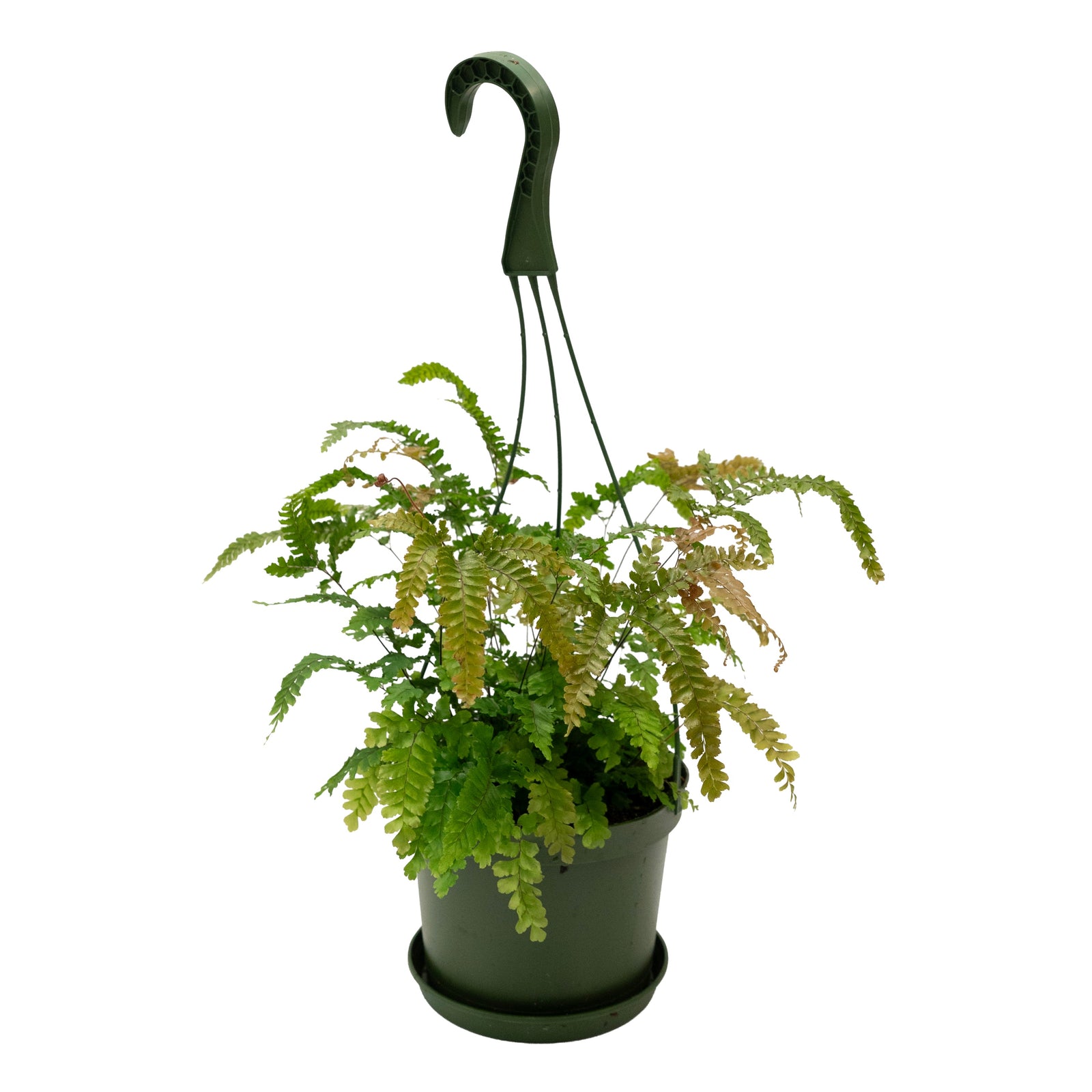 Adiantum Hispidulum/Bronze Venus Fern Hb 6"