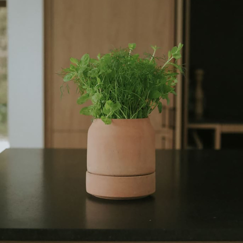 Viva Pot 5.5" Rosa