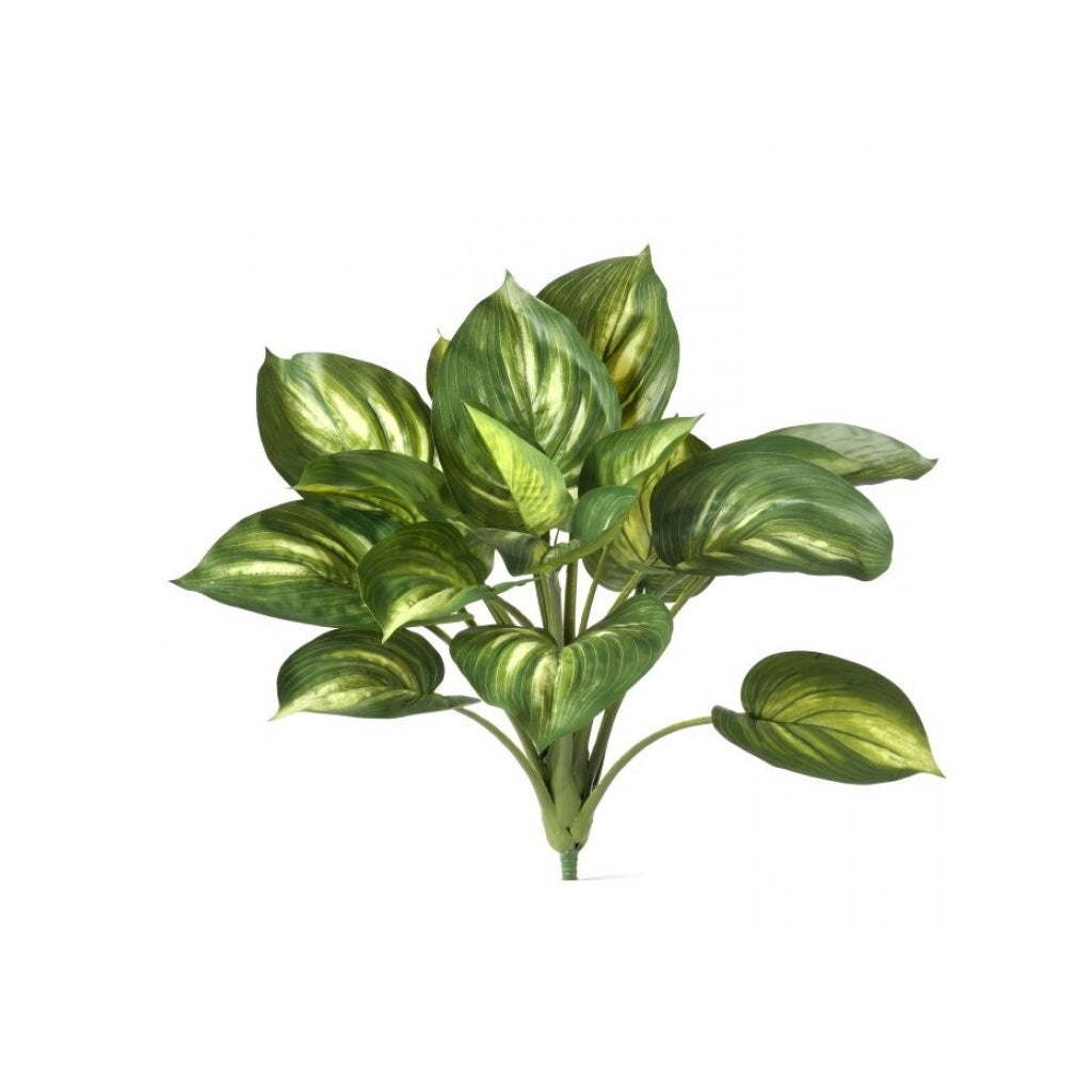 Hosta Bush 20" Everlasting