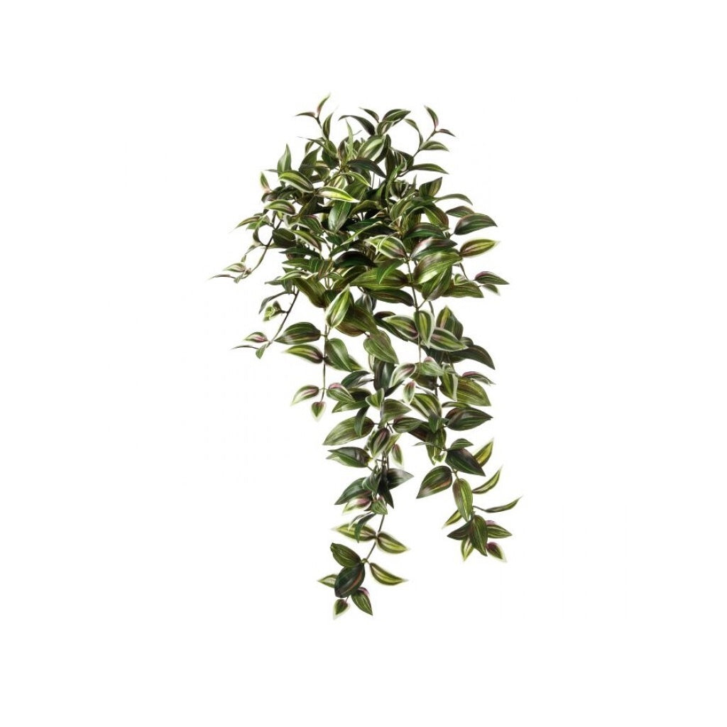 Hanging Tradescantia 30" Everlasting