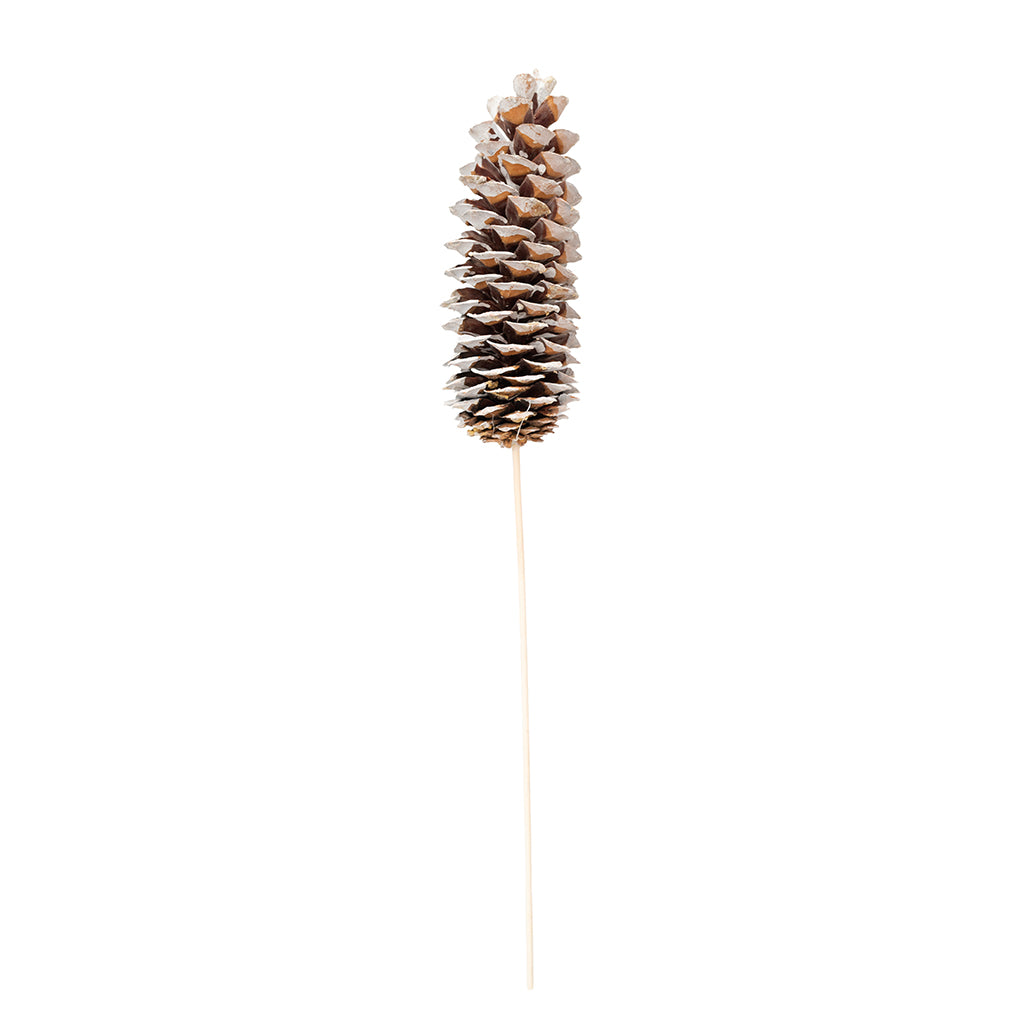 Sugar Cone Consumer Pack White Tip
