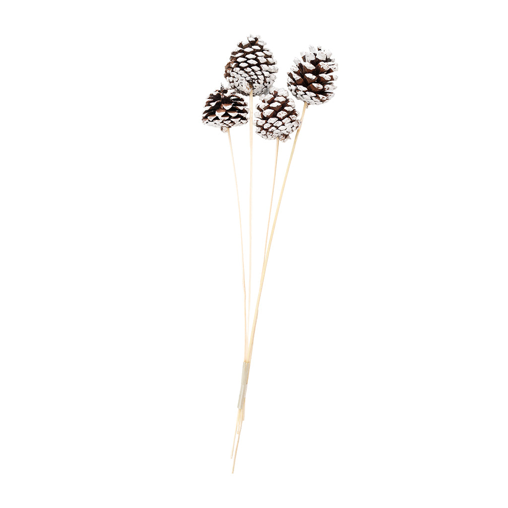 Pine Cone Consumer Pack White Tip