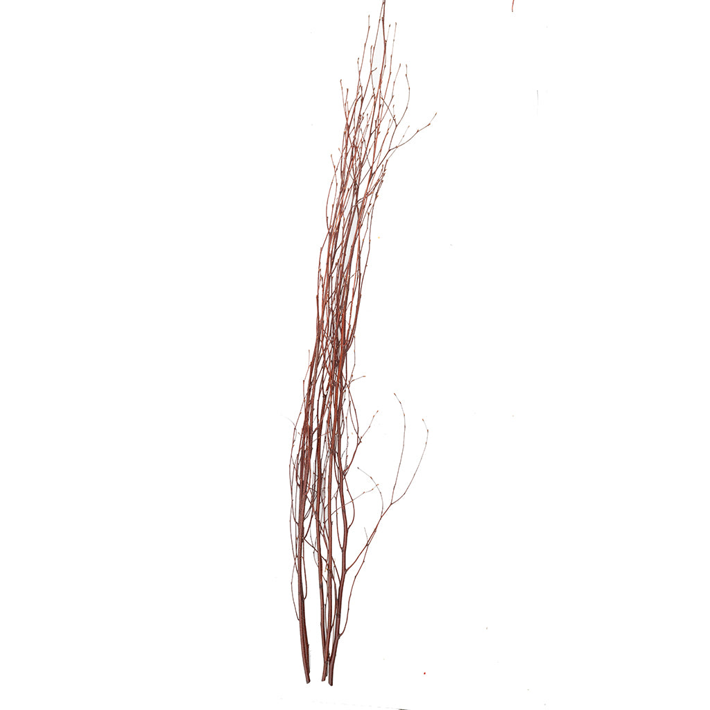 Birch Branches 3-4' Consumer Pack Natural