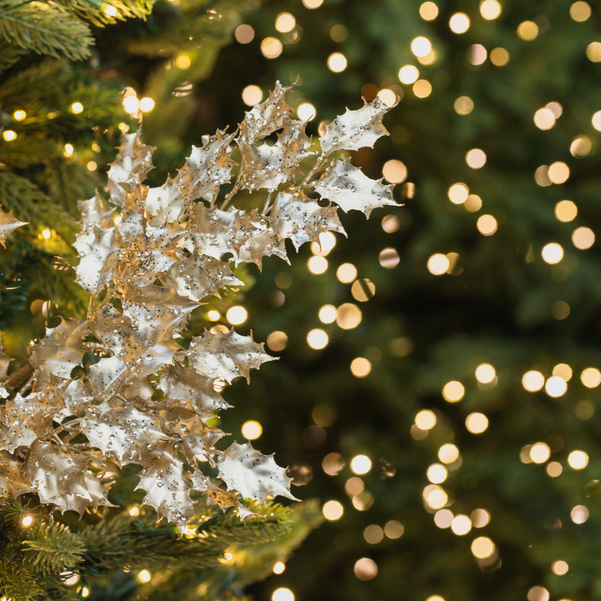 Frosted Holly Leaf Spray 26"