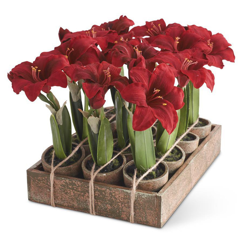 Potted Red Amaryllis Everlasting
