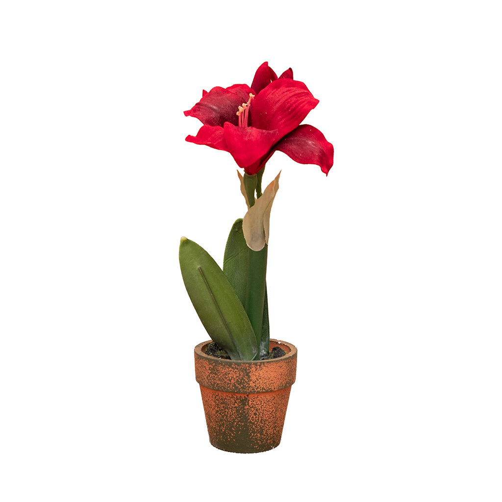Potted Red Amaryllis Everlasting