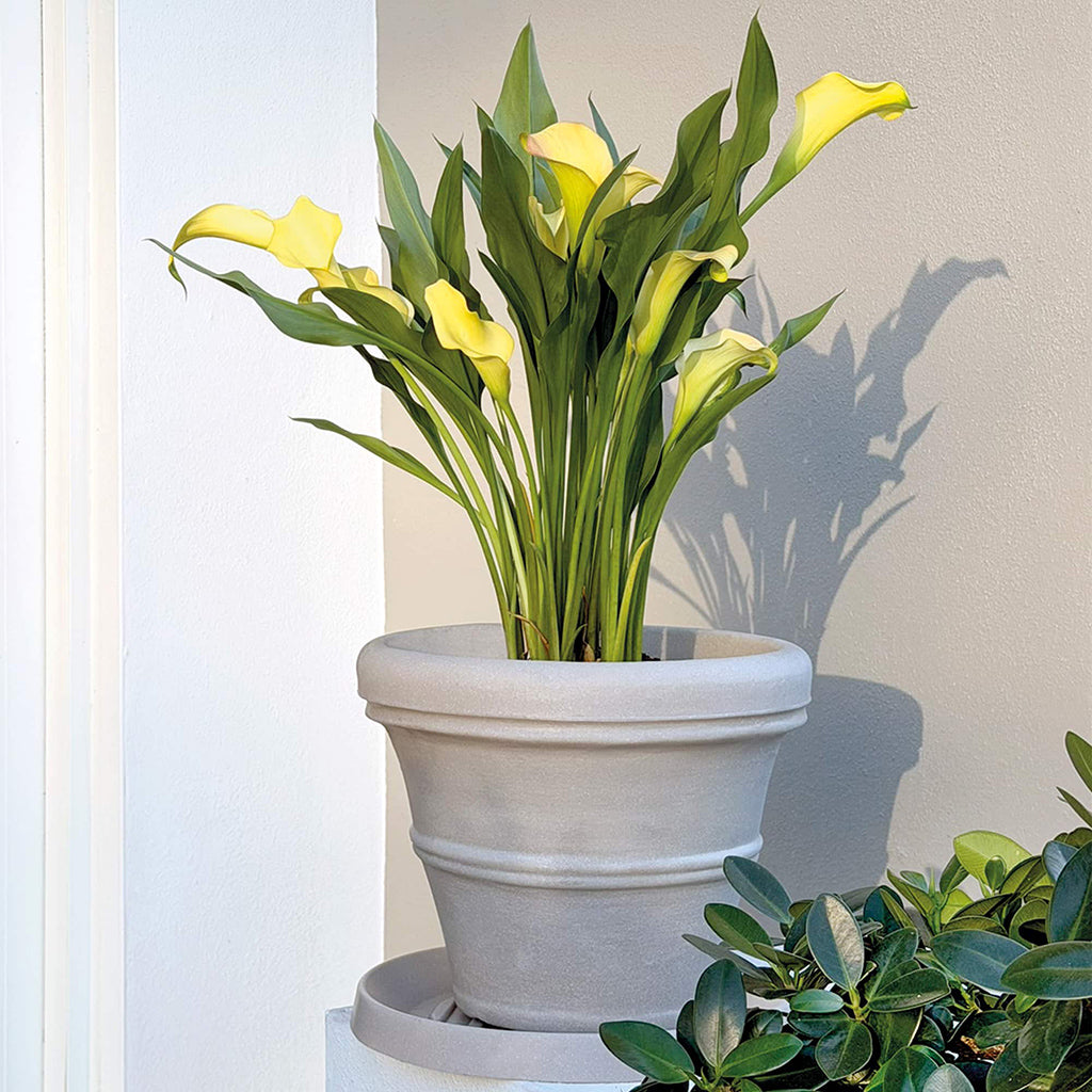 Brunello Roled Rim Planter Parchment