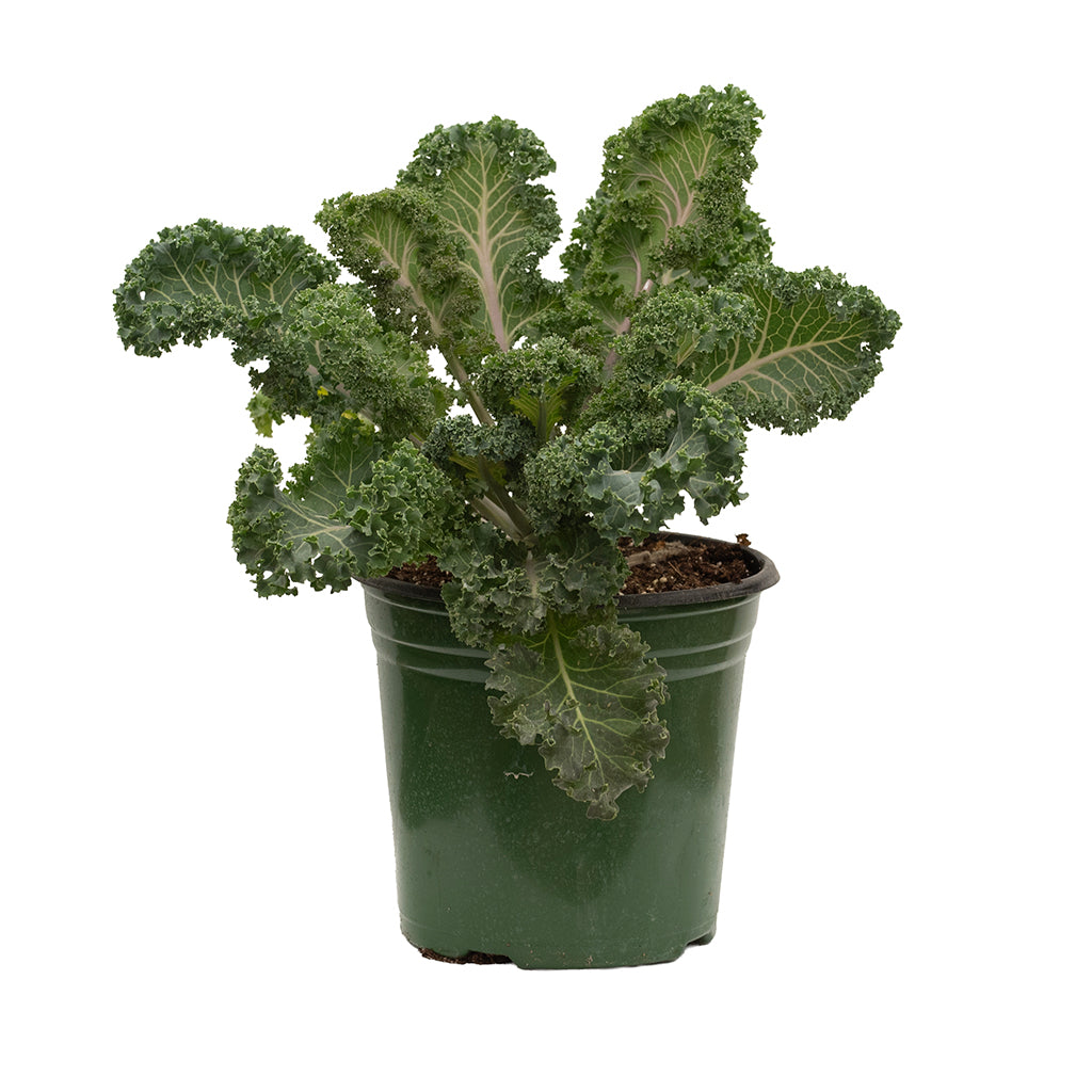 Cabbage and Kale 6"