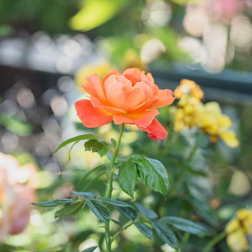 Living Easy Floribunda Rose
