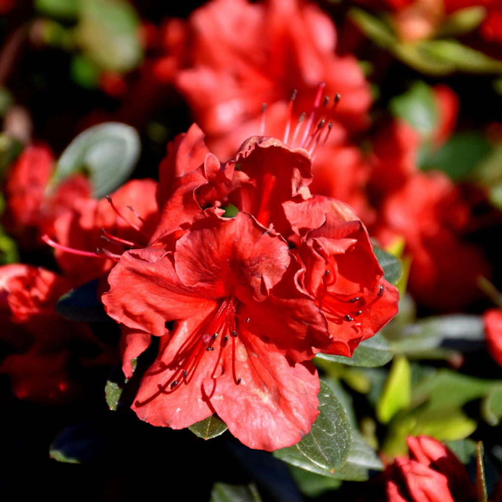 Girard's Scarlet Azalea # 2 Container