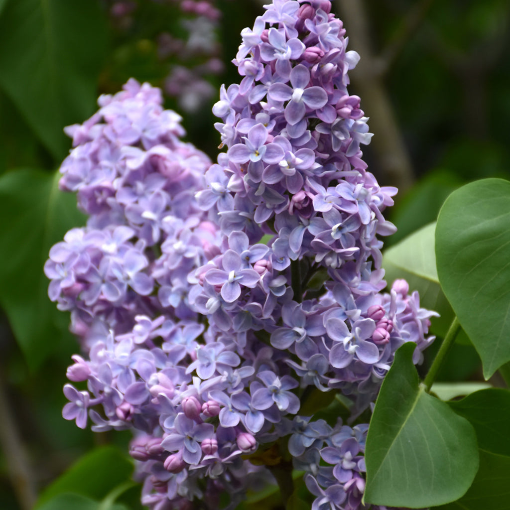 President Grevy Common Lilac