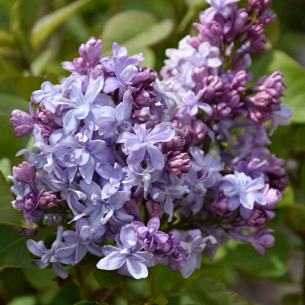 Nadezhda Common Lilac