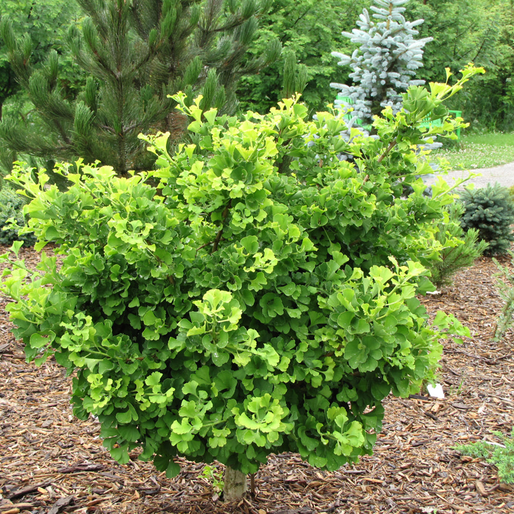 Mariken Dwarf Ginkgo (Standard)