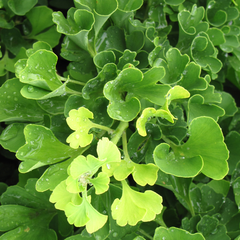 Mariken Dwarf Ginkgo (Standard)
