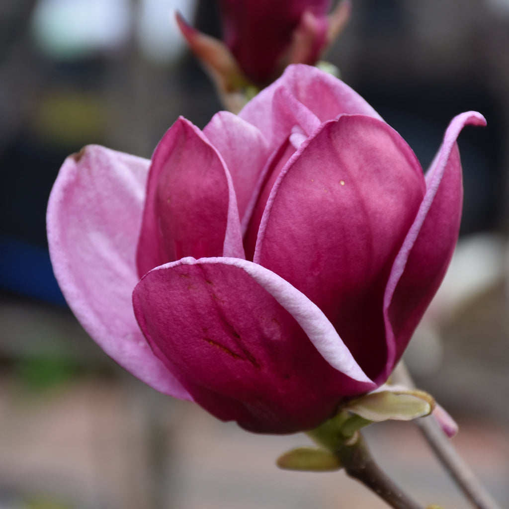 Genie Saucer Hybrid Magnolia