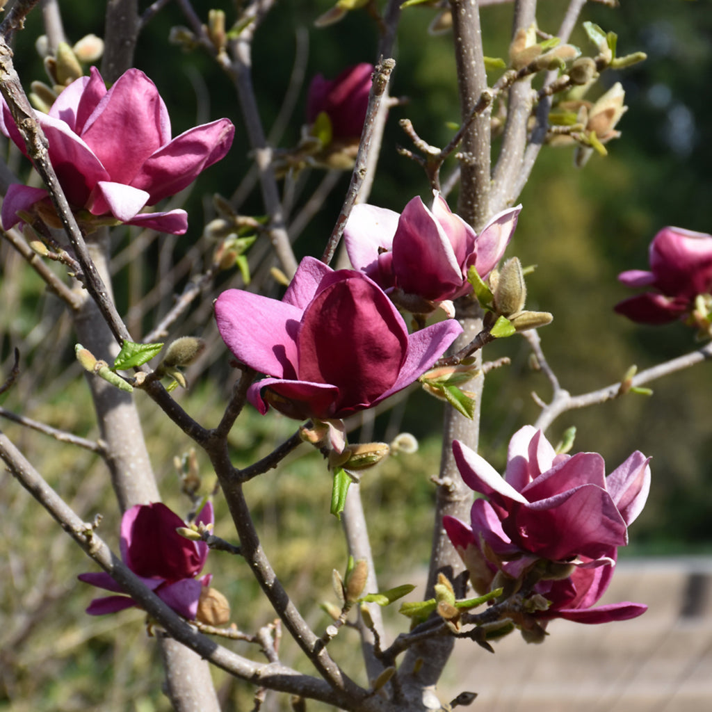 Genie Saucer Hybrid Magnolia