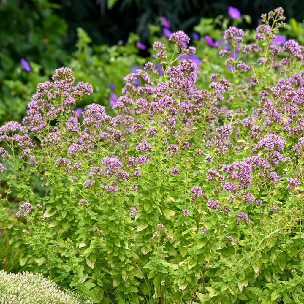 Drops Of Jupiter Oregano Pw # 1 Pw Cont