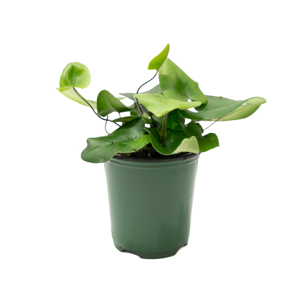 Hemionitis/Heart Leaf Fern 4"