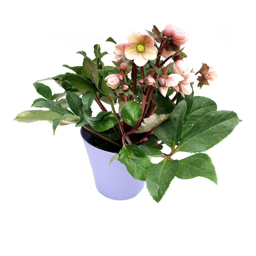 Gold Collection® Ice N&#39; Roses® Picotee Lenten Rose