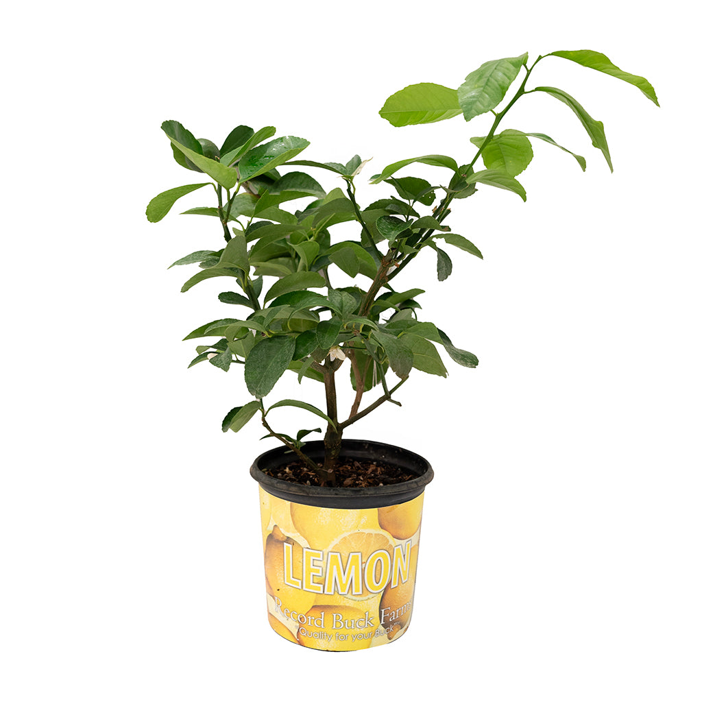 Citrus Meyeri/Meyer Lemon 10In