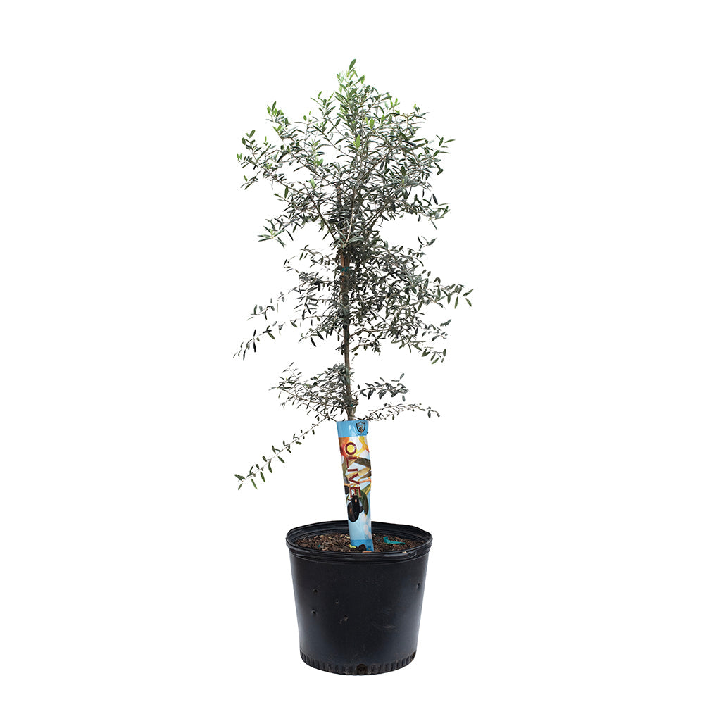 Olea Europaea/Olive Tree