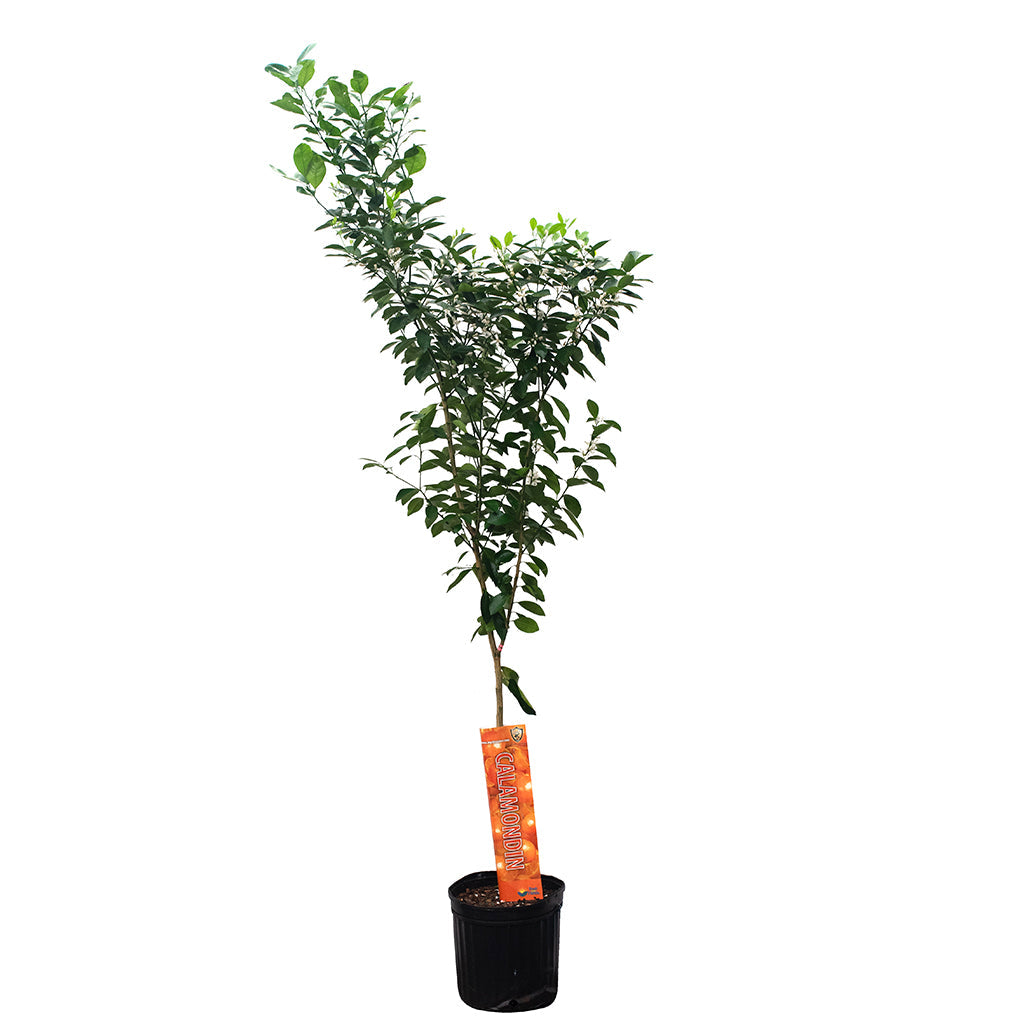 Citrus Microcarpa/Calamondin 10&quot;