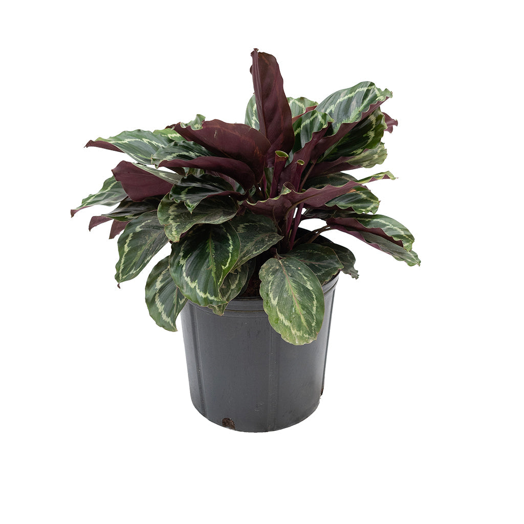 prayer plant medallion Calathea/Prayer Plant Medallion 10"