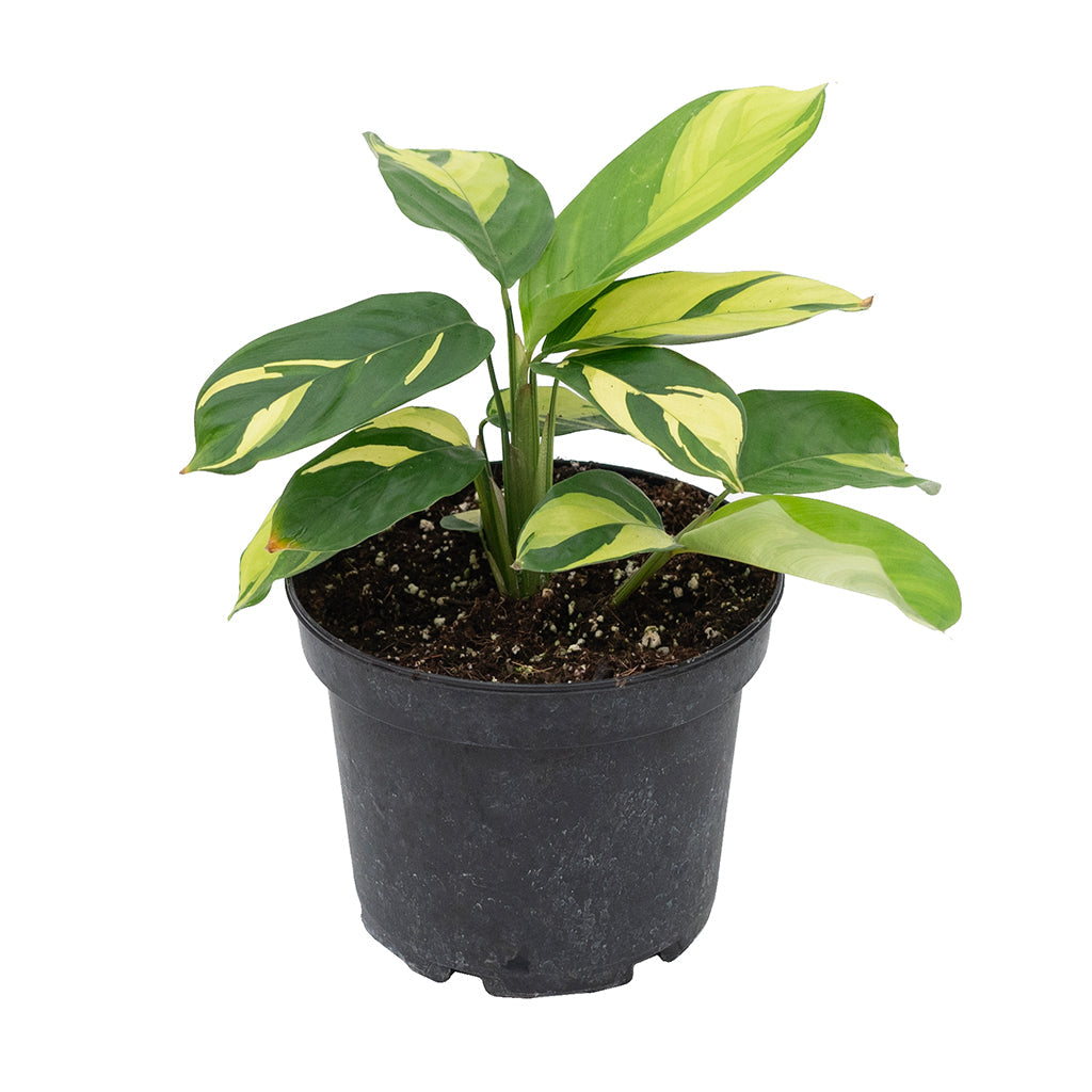 calathea pilosa prayer plant Calathea 'Pilosa Variegata' 6"