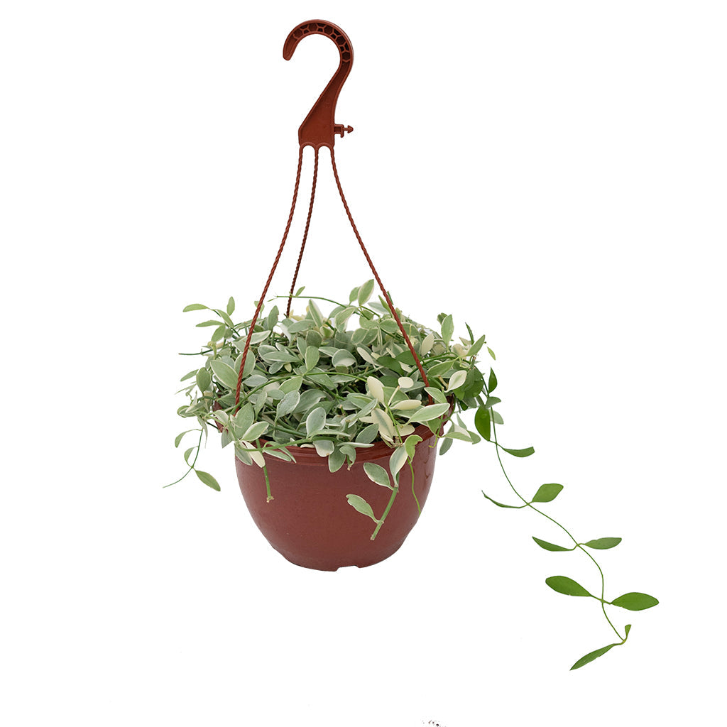 string of footballs succulent Dishidia Oiantha/String Of Footballs Variegated 8"