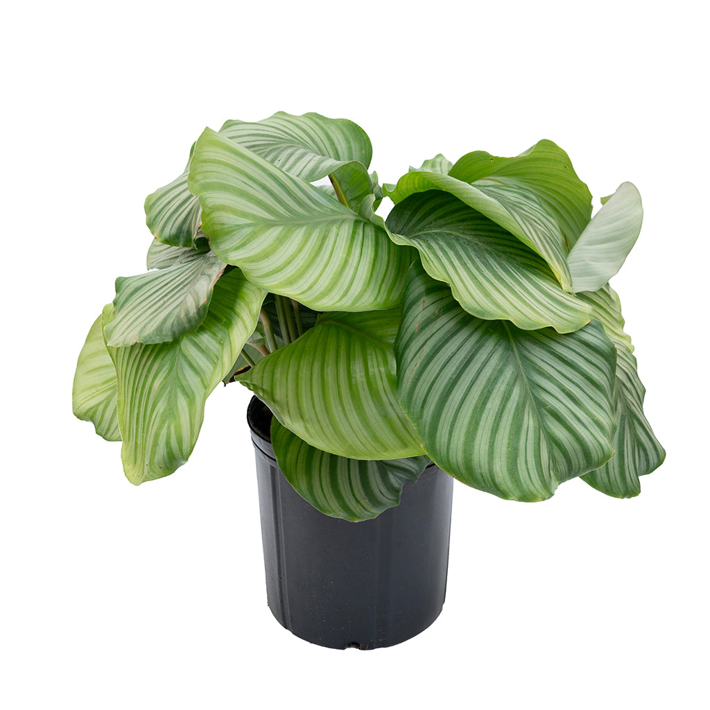 Calathea &#39;Orbifolia&#39; 10&quot;