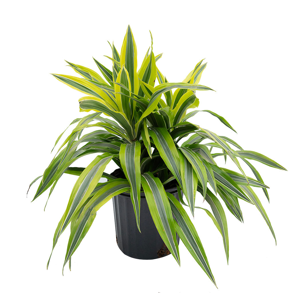 Dracaena/Corn Plant Warneckii Lemon Lime 10&quot;