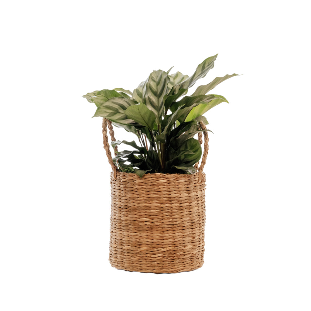 Rural Craft Assorted Foliage In Deco Pot 6" Easter Dish Garden