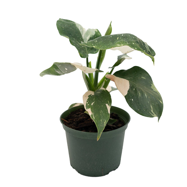 Philodendron White Princess 6