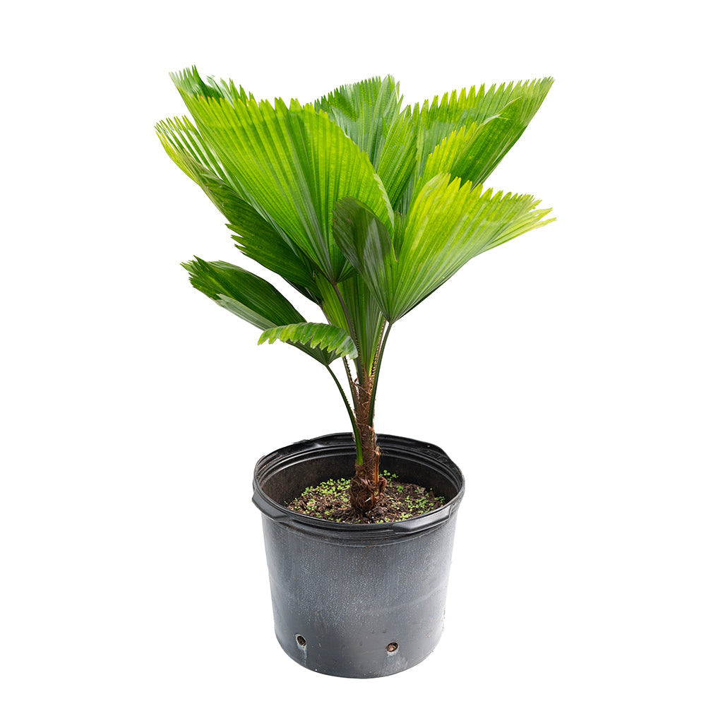 Licuala Elegans/Australian Fan Palm 14&quot;