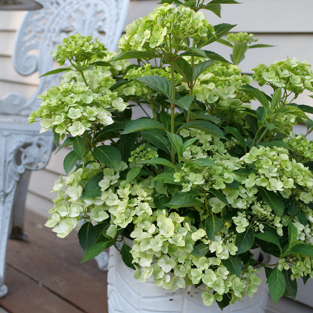 Green Fairytrail® Cascade Hydrangea #3 Pot