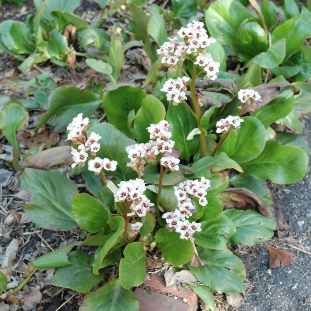 Bressingham White Bergenia