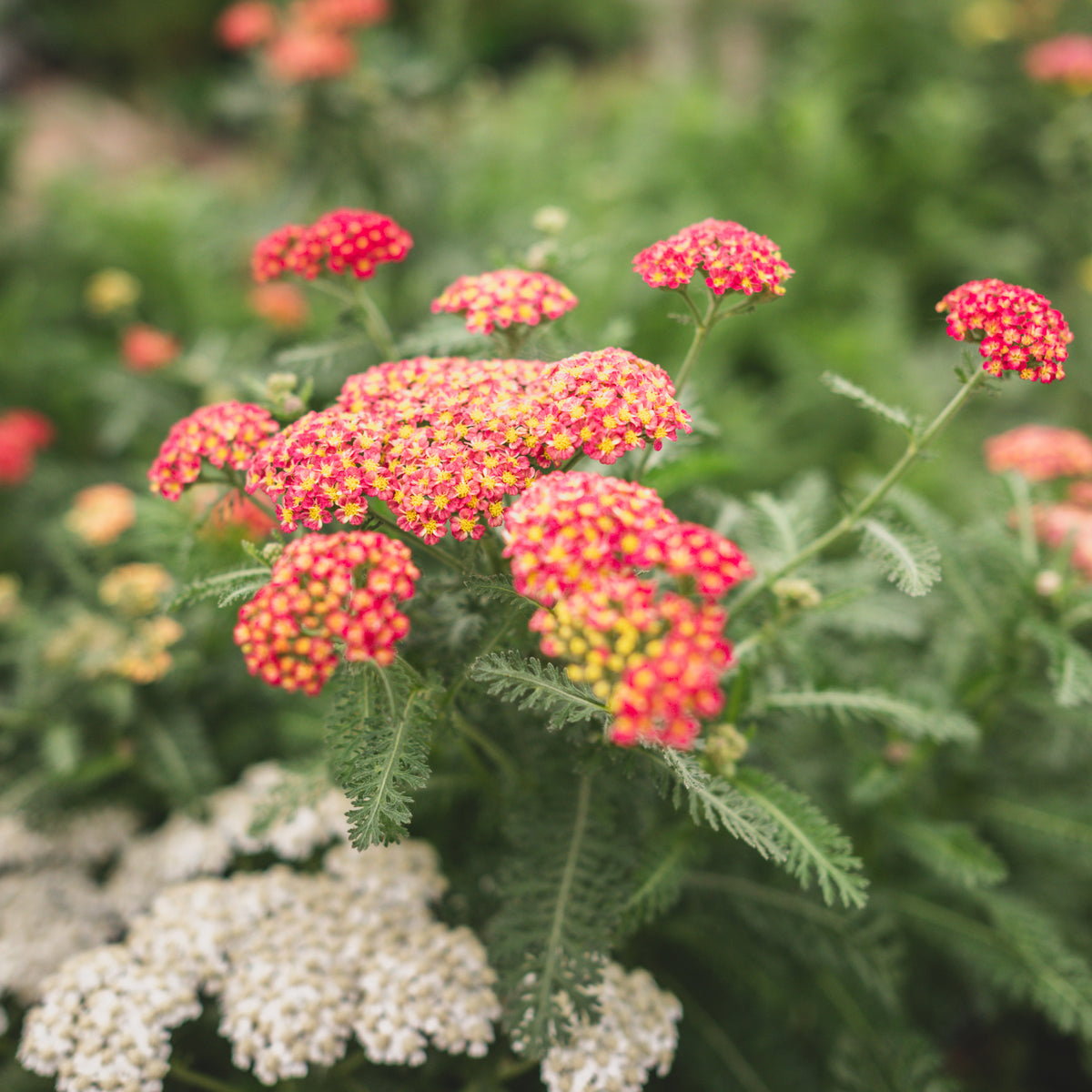 Strawberry Seduction Yarrow # 1 CG