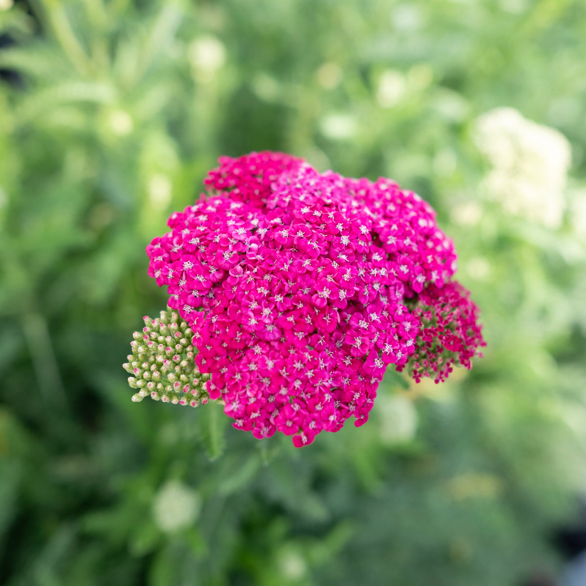 Saucy Seduction Yarrow # 1 CG