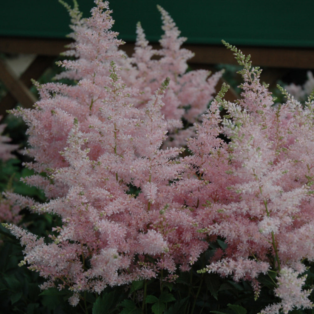 Younique Silvery Pink Astilbe  # 1 Container