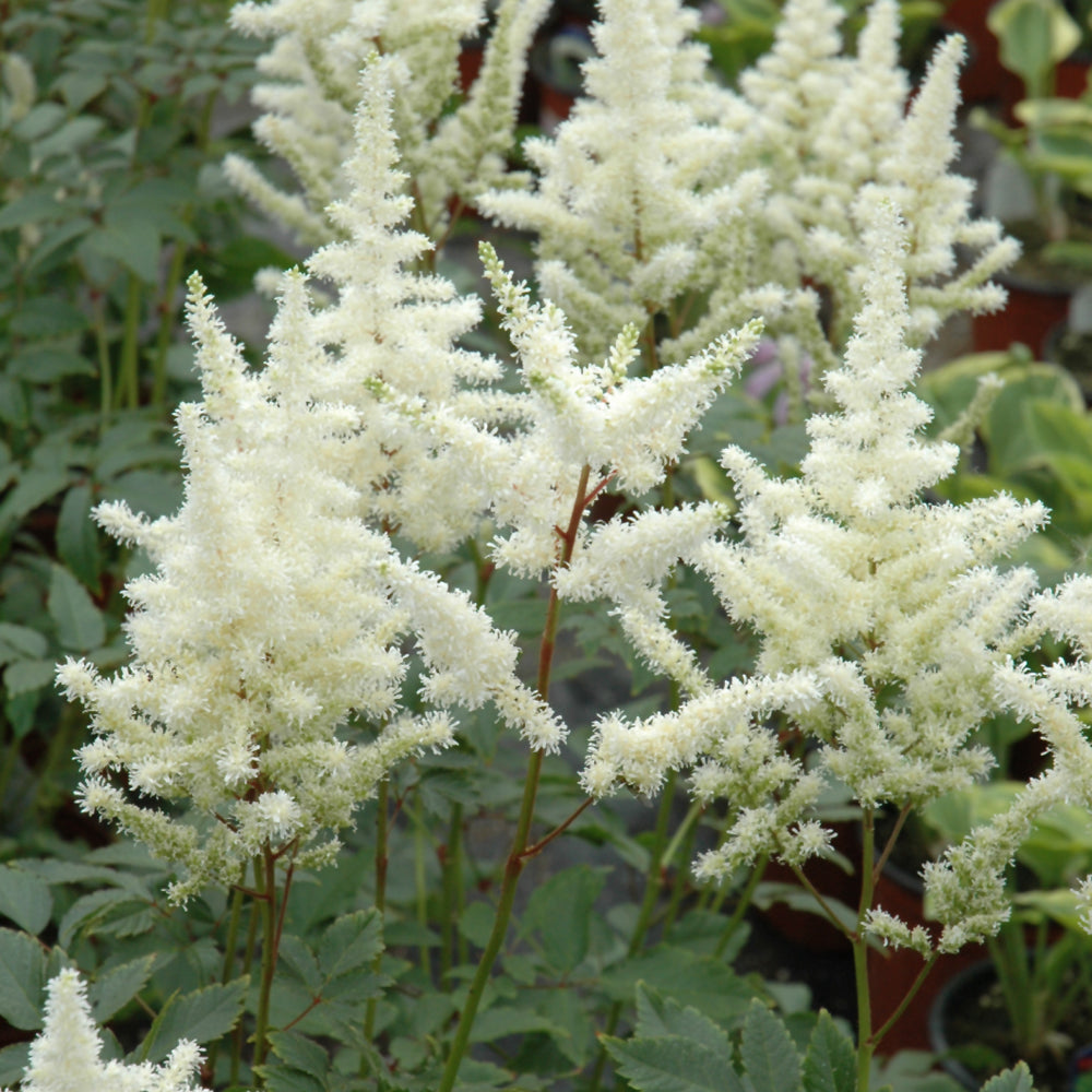 Bridal Veil Astilbe