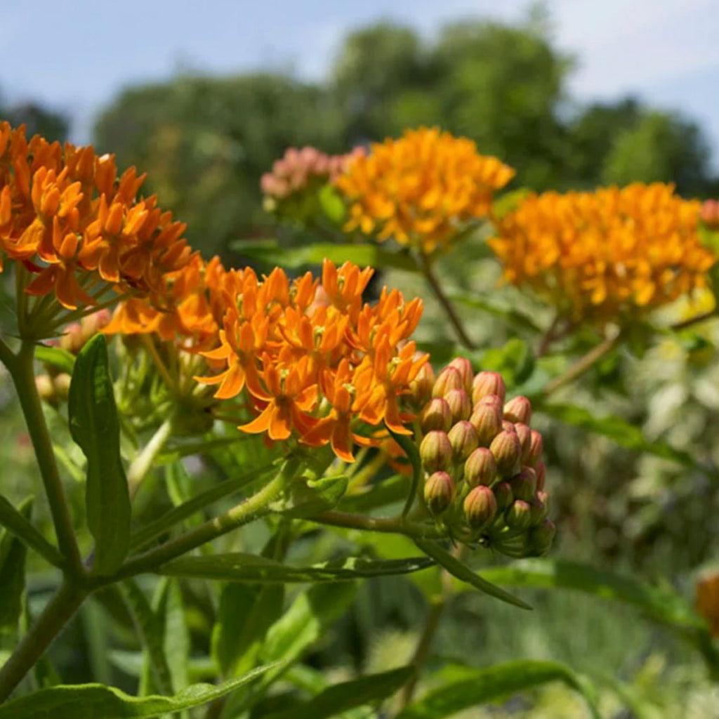 Experience the enchanting dance of butterflies in your garden with Butterfly Weed (Asclepias tuberosa), a captivating native perennial that bursts into bloom from mid-summer to late summer. True to its name, this vibrant plant beckons butterflies with its brilliant blossoms, creating a spectacle of color and movement in your landscape. Native to North America, Butterfly Weed not only adds visual beauty but also plays a crucial role in supporting local pollinator populations.