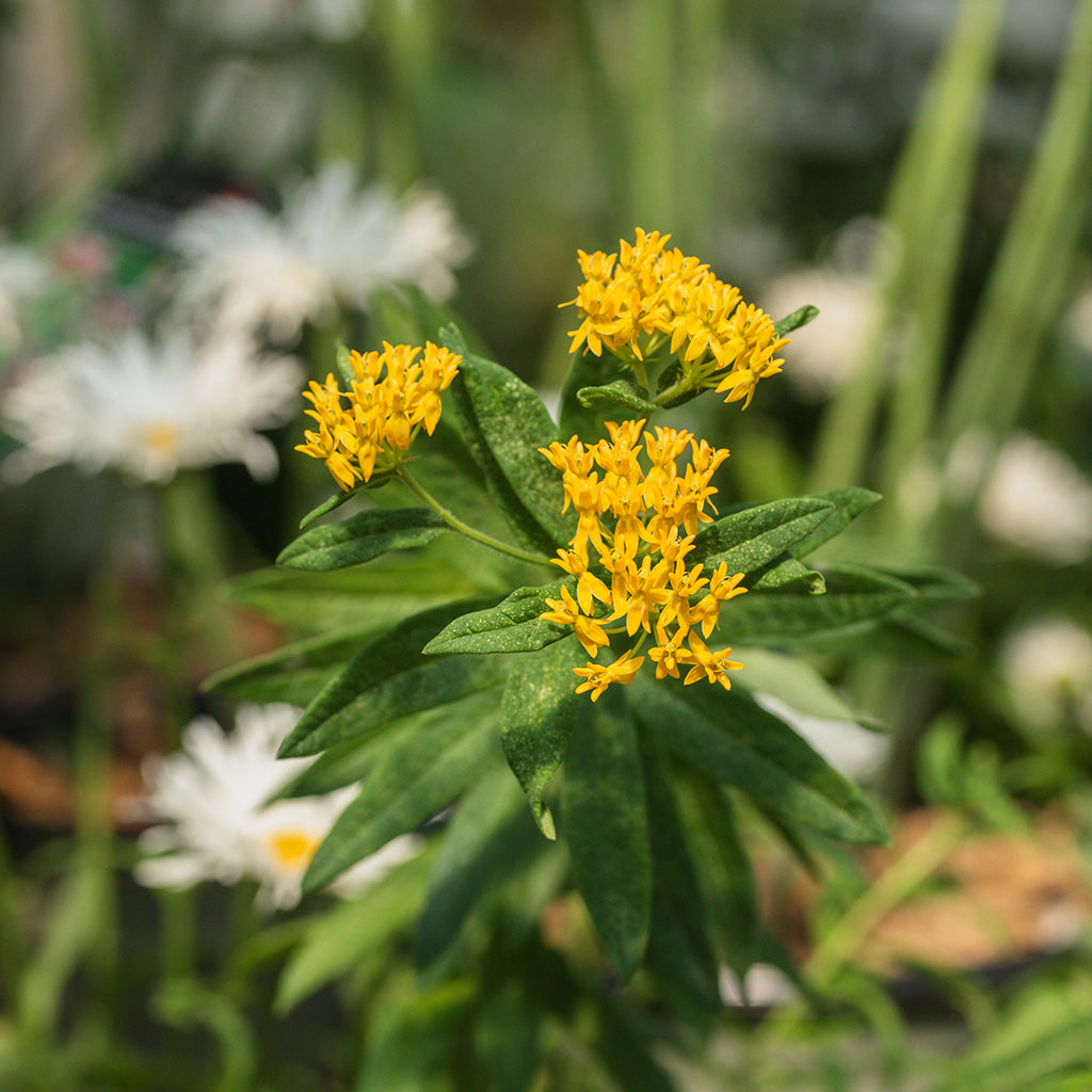 Butterfly Weed  # 1 CG