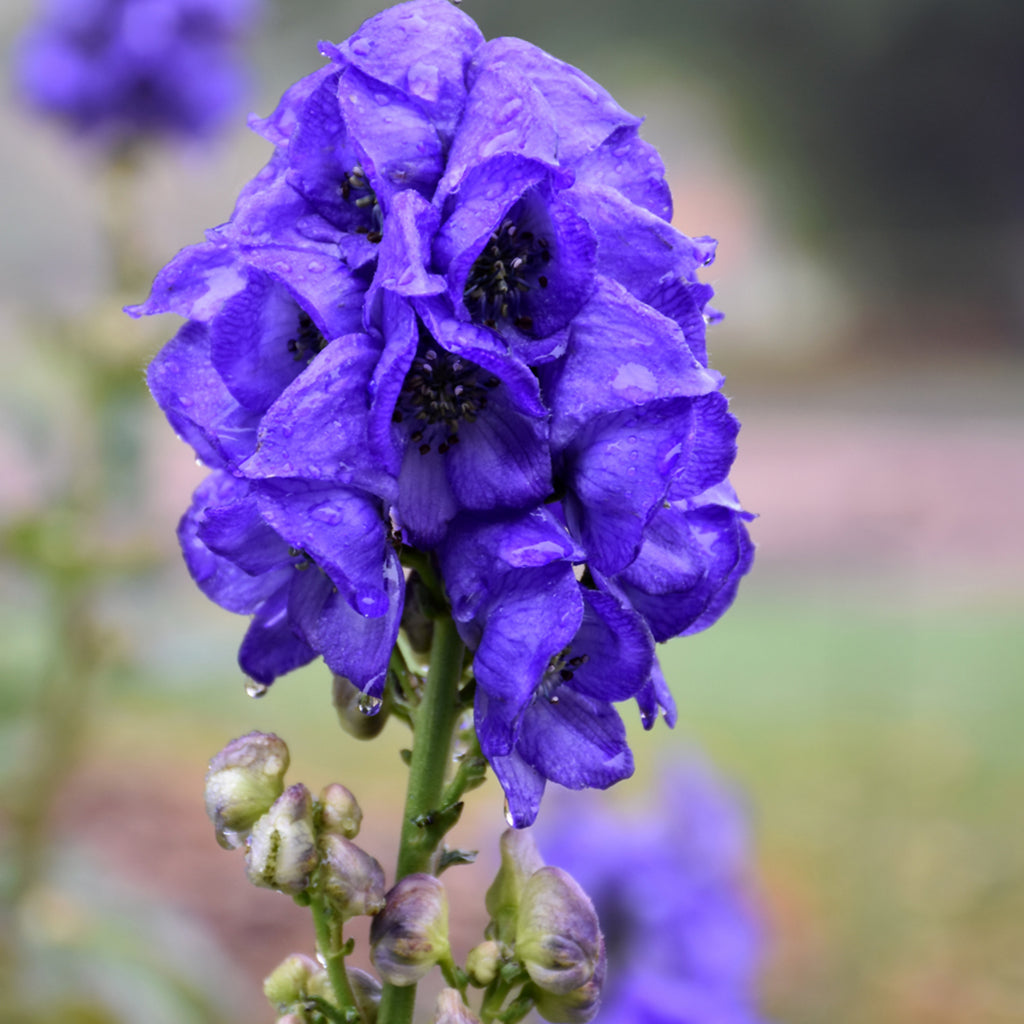 Autumn Monkshood