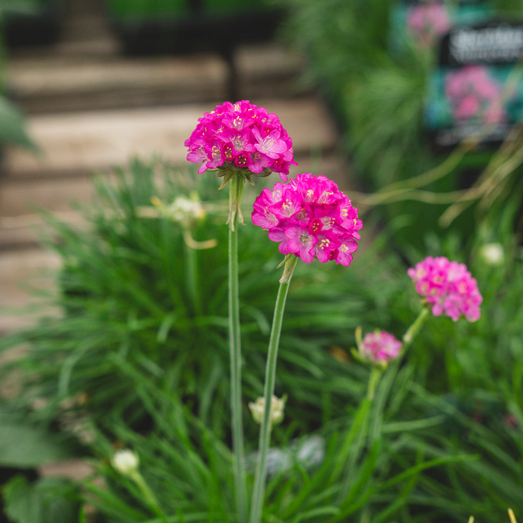 Splendens Thrift # 1 CG