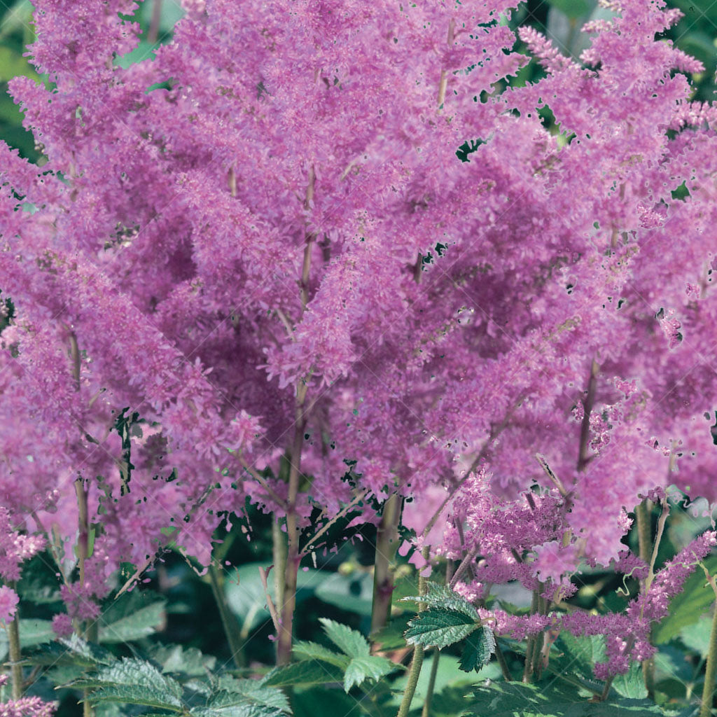 Vision In Pink Astilbe  # 1 Container