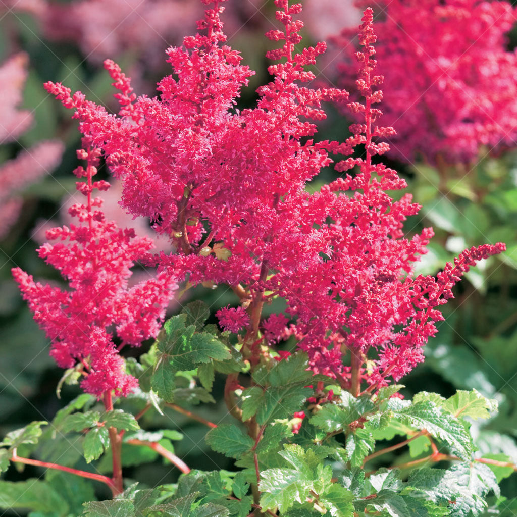 Younique Carmine Astilbe  # 1 Container