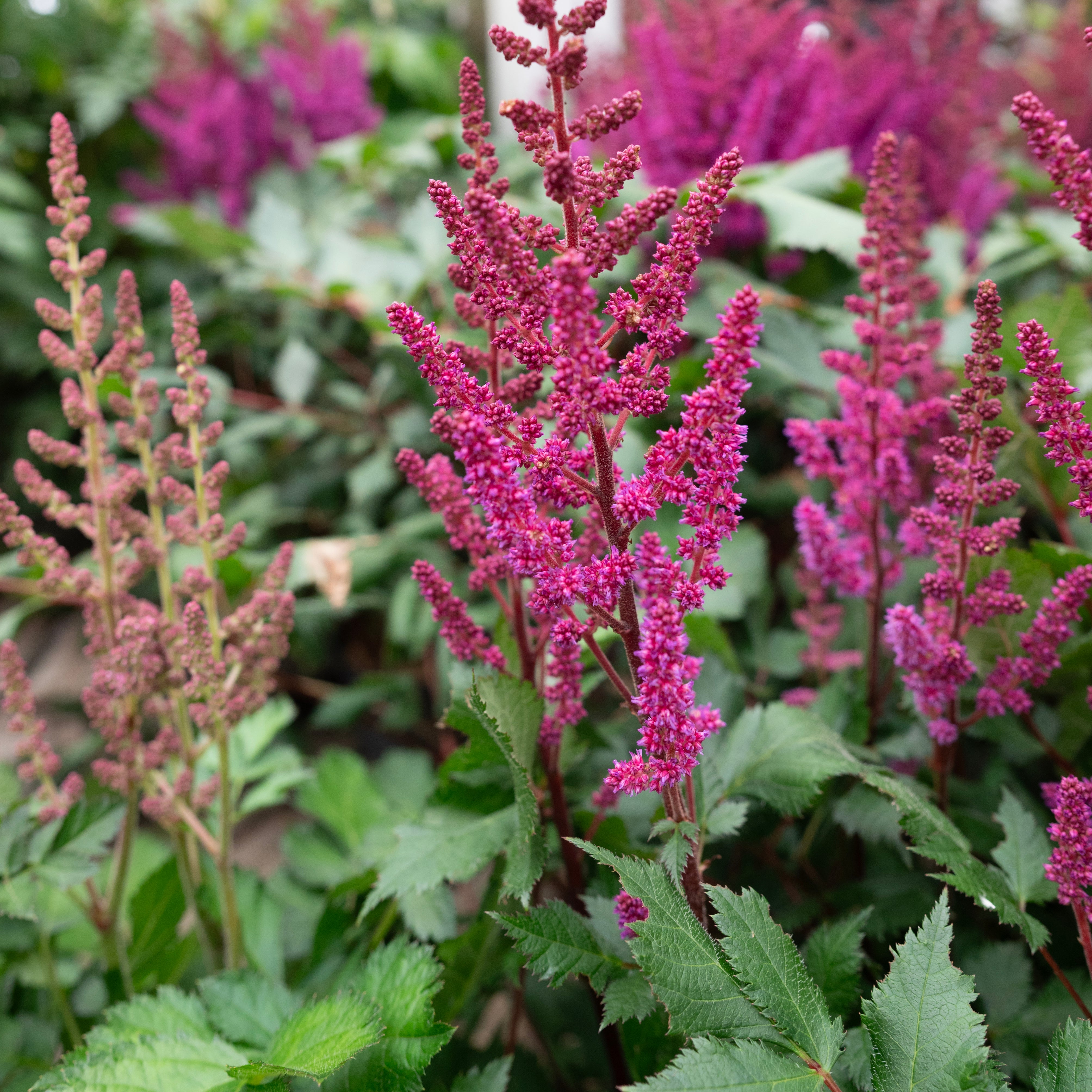 All Perennials (Excluding Roses) - Sheridan Nurseries