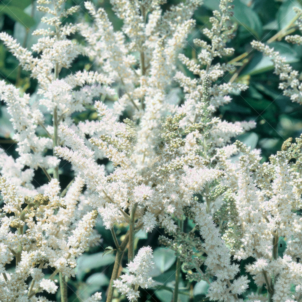 Vision In White Astilbe  # 1 Container